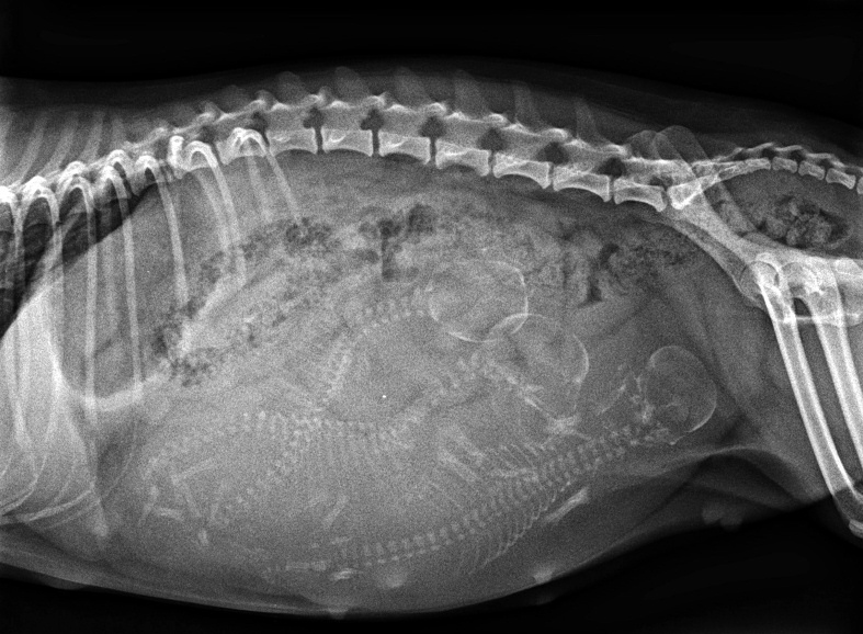 Röntgenbild von Melody`s Welpen kurz vor der Geburt